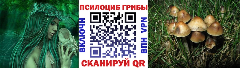 Галлюциногенные грибы Psilocybine cubensis  Нолинск 